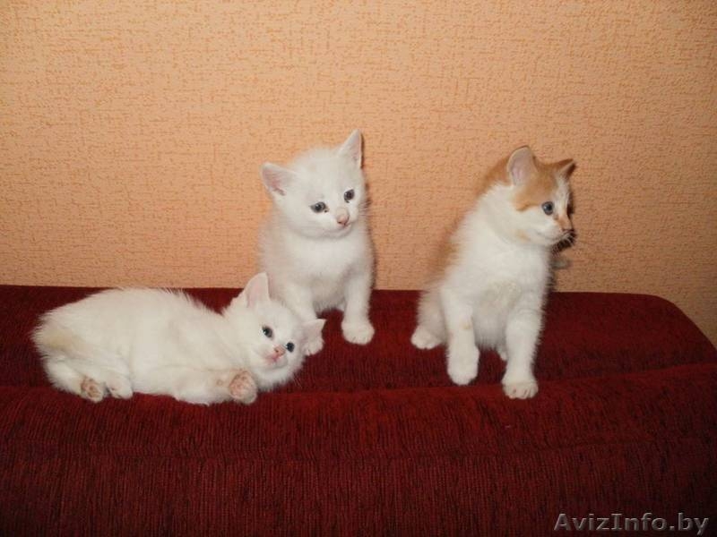 котят в хорошие руки  - Изображение #3, Объявление #675818