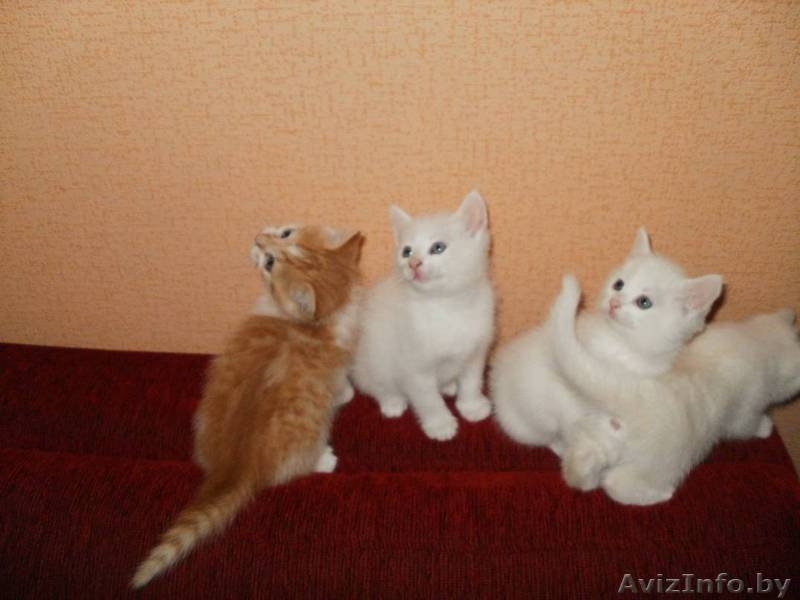 котят в хорошие руки  - Изображение #2, Объявление #675818