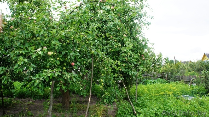 Дача в Бибковщине - Изображение #3, Объявление #751651