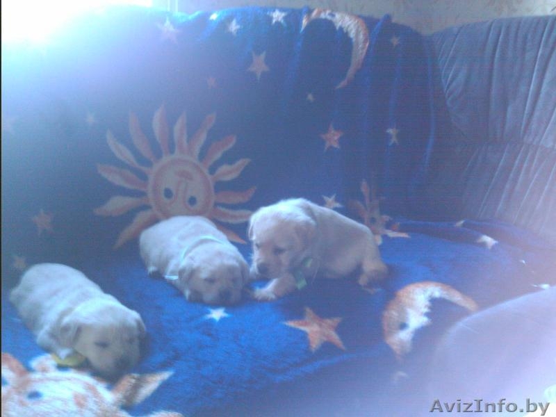 продам щенков с родословной - Изображение #3, Объявление #779935