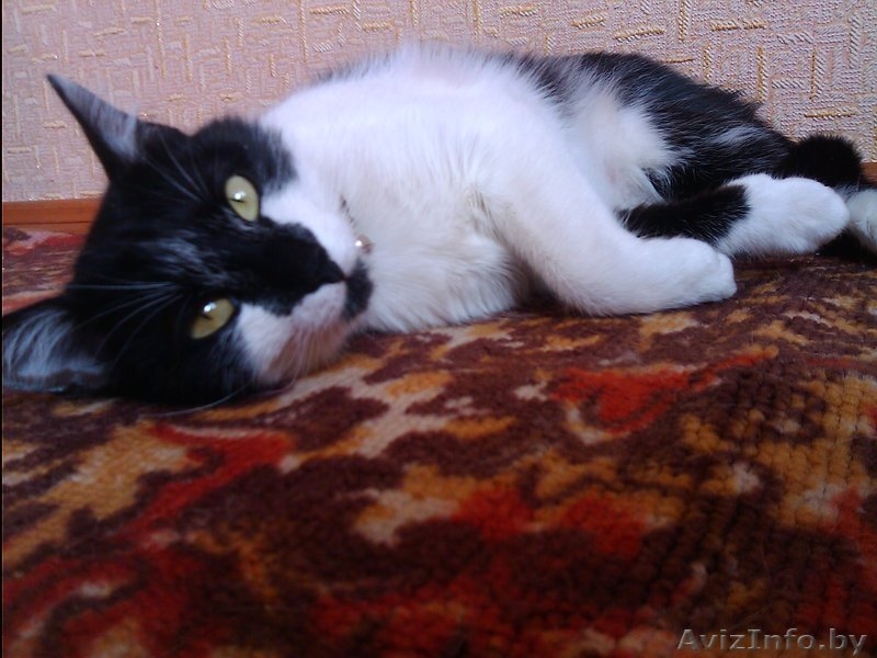 Отдам очаровательную кошечку в добрые руки - Изображение #1, Объявление #796374