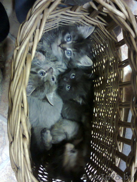  классные котята!!!!!!!! Отдам в хорошие руки !!!!!!!! - Изображение #1, Объявление #784485