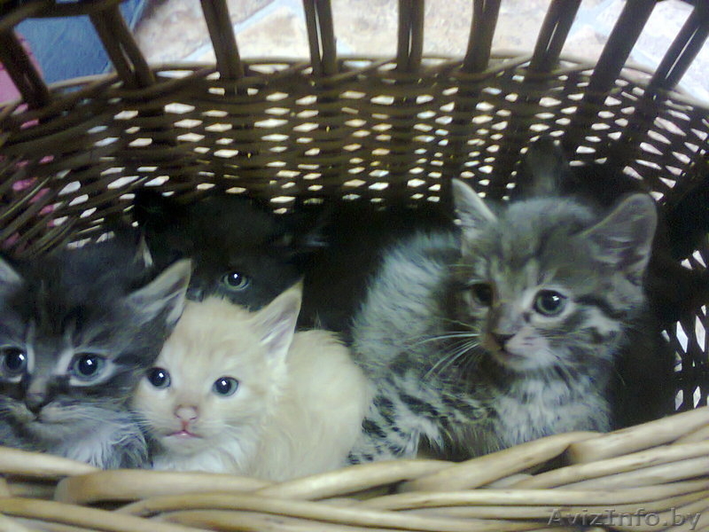  красивые котята - Изображение #3, Объявление #784393