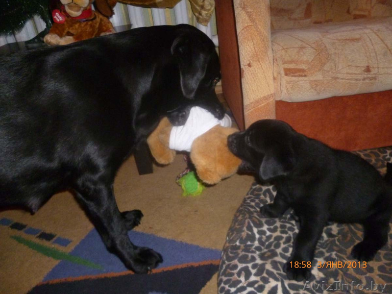 ЛАБРАДОР-РЕТРИВЕР!!! - Изображение #3, Объявление #821058