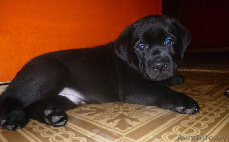 ЛАБРАДОР-РЕТРИВЕР!!! - Изображение #4, Объявление #821058