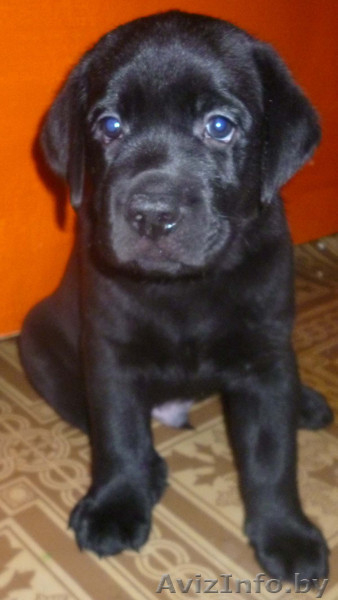 ЛАБРАДОР-РЕТРИВЕР!!! - Изображение #2, Объявление #821058