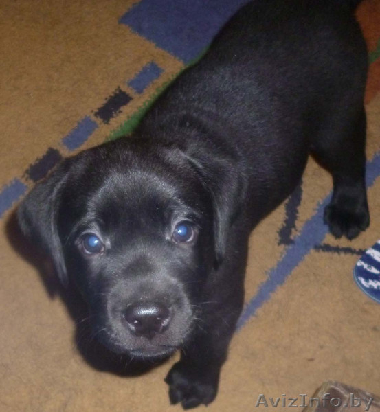 ЛАБРАДОР-РЕТРИВЕР!!! - Изображение #5, Объявление #821058