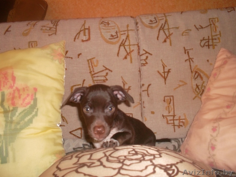 ЩЕНОК МАЛОЙ ПОРОДЫ. - Изображение #1, Объявление #925249