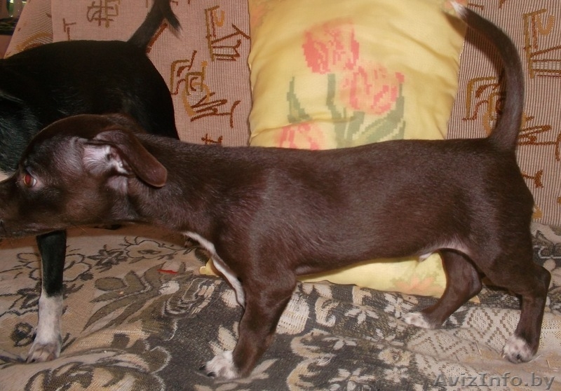 ЩЕНОК МАЛОЙ ПОРОДЫ. - Изображение #3, Объявление #925249