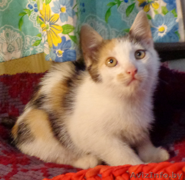 Отдам в хорошие руки кошечек. - Изображение #2, Объявление #963401