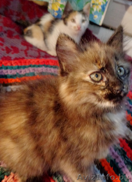 Отдам в хорошие руки кошечек. - Изображение #1, Объявление #963401