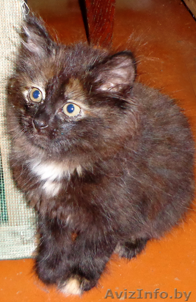 Отдам в хорошие руки кошечек. - Изображение #3, Объявление #963401