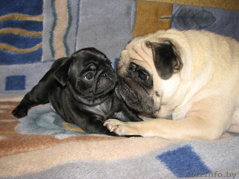 элитные подрощенные щенки мопса с отличной родословной - Изображение #6, Объявление #1034490