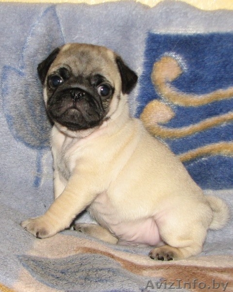 элитные подрощенные щенки мопса с отличной родословной - Изображение #5, Объявление #1034490