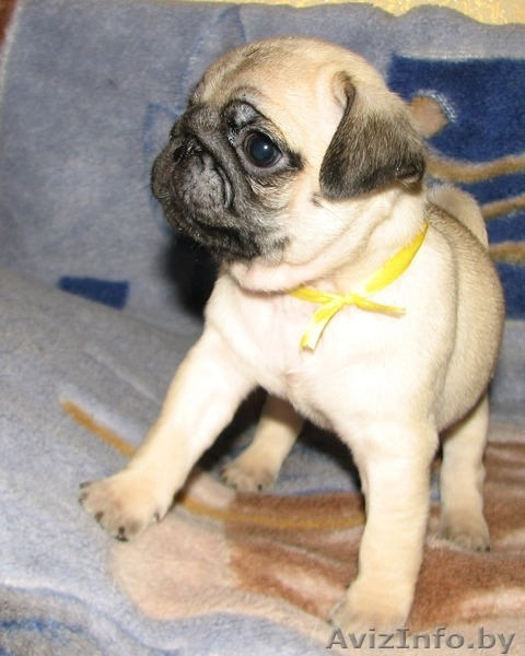 элитные подрощенные щенки мопса с отличной родословной - Изображение #7, Объявление #1034490