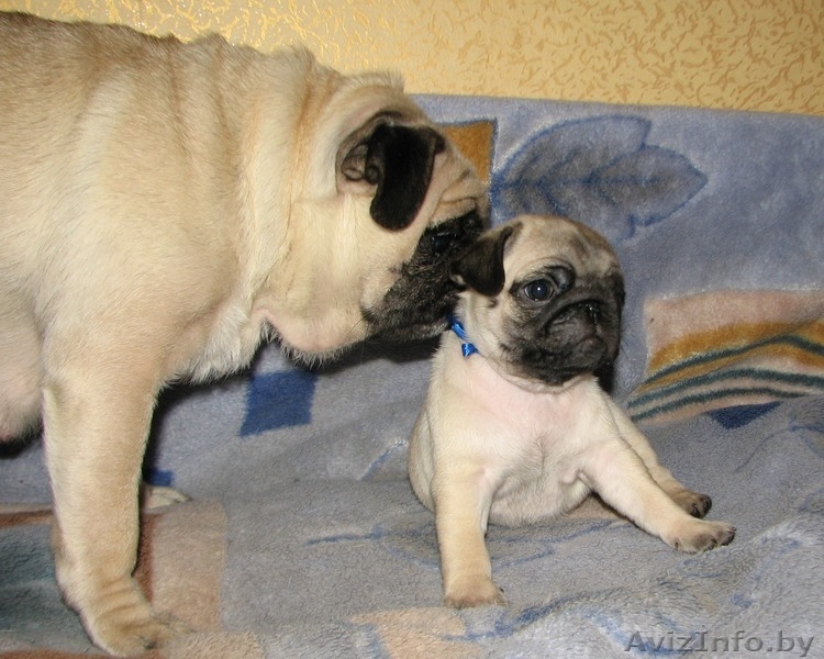 элитные подрощенные щенки мопса с отличной родословной - Изображение #8, Объявление #1034490