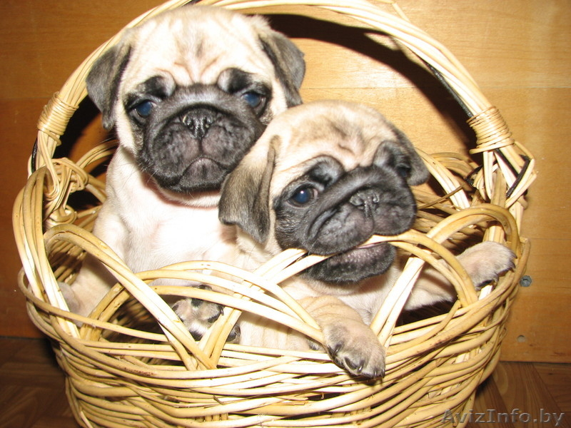 элитные подрощенные щенки мопса с отличной родословной - Изображение #1, Объявление #1034490