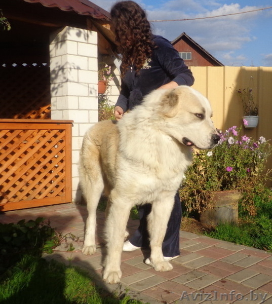 среднеазиатской овчарки крупные щенки от папы гиганта - Изображение #6, Объявление #1096307
