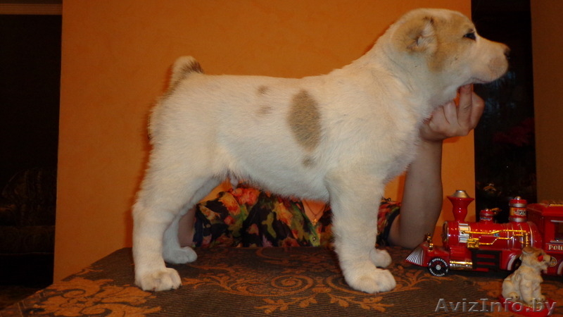 среднеазиатской овчарки крупные щенки от папы гиганта - Изображение #3, Объявление #1096307