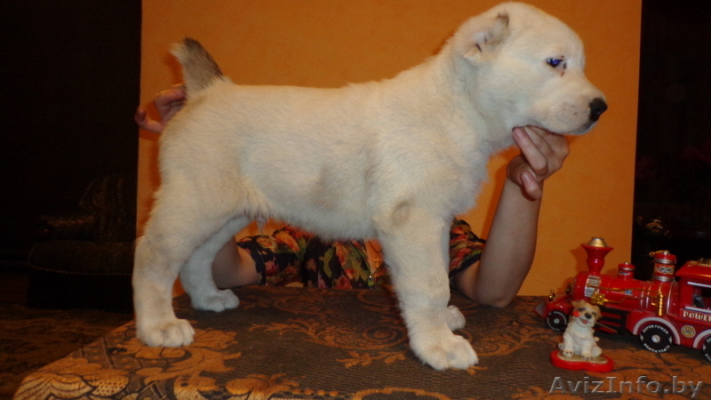 среднеазиатской овчарки крупные щенки от папы гиганта - Изображение #2, Объявление #1096307