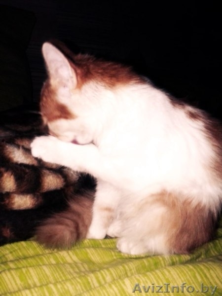 Маленькая, Не наглая "рыжая мордочка" ищет дом!!! - Изображение #2, Объявление #1139335