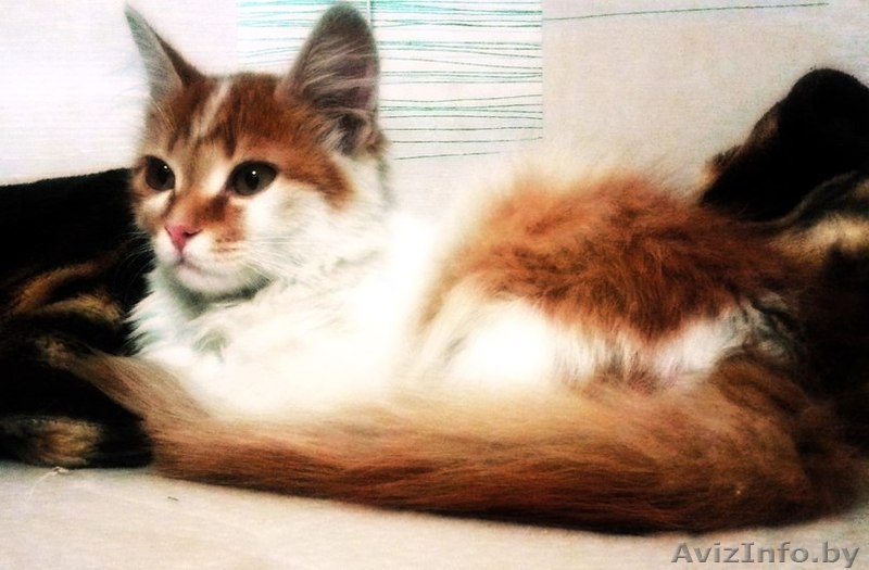 Маленькая, Не наглая "рыжая мордочка" ищет дом!!! - Изображение #3, Объявление #1139335