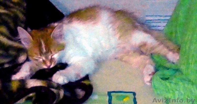 Маленькая, Не наглая "рыжая мордочка" ищет дом!!! - Изображение #4, Объявление #1139335