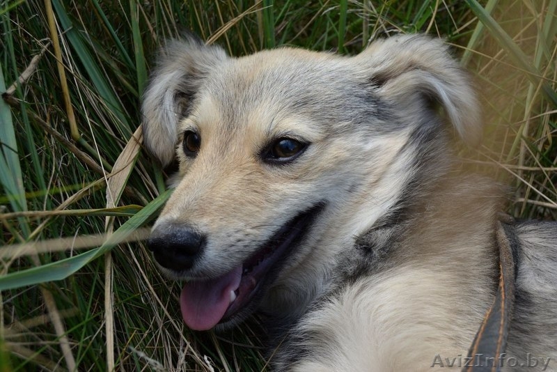 Чарлик скромный мальчик в дар - Изображение #3, Объявление #1138012