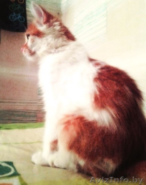 Маленькая, Не наглая "рыжая мордочка" ищет дом!!! - Изображение #5, Объявление #1139335