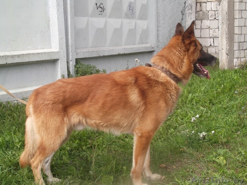 Рекс кобель овчарки в дар - Изображение #1, Объявление #1144168