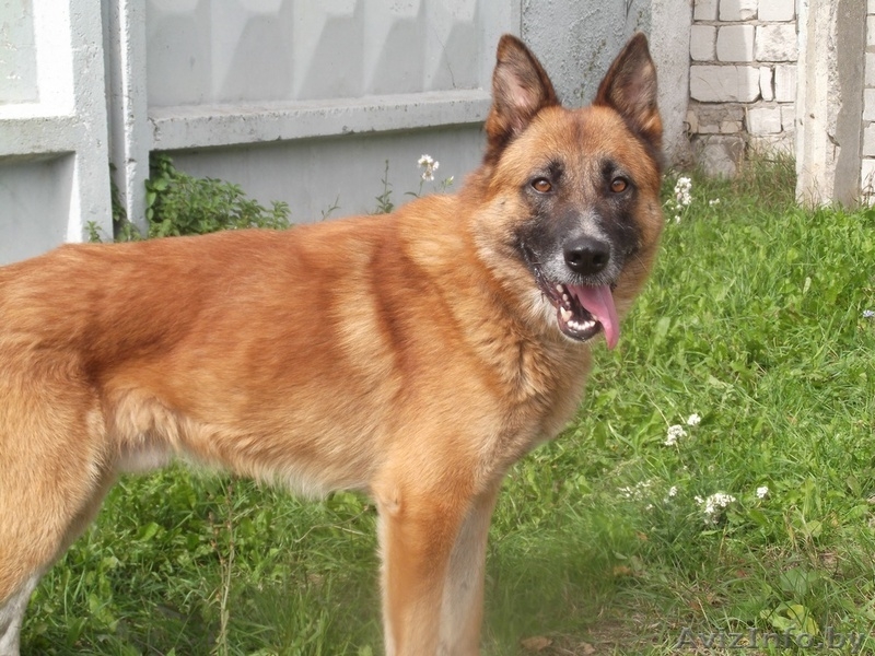 Рекс кобель овчарки в дар - Изображение #3, Объявление #1144168