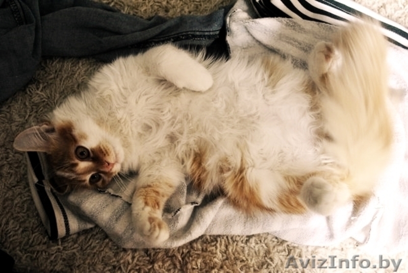 Рыжая морда скучает у окошка и ждет своих родителей!!!!!!!!  - Изображение #2, Объявление #1143518