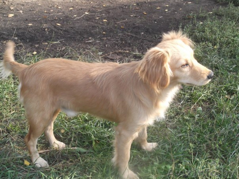 Знакомьтесь!!!!! Это ушастое чудо зовут Ронни! - Изображение #3, Объявление #1147680