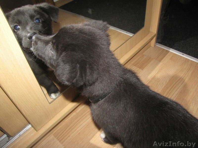 Комок позитива - Бася!!! - Изображение #1, Объявление #1182733