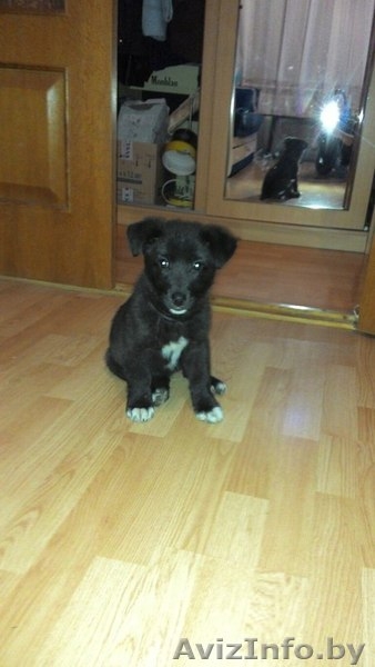 Комок позитива - Бася!!! - Изображение #6, Объявление #1182733