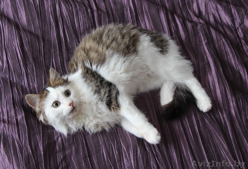 Очаровательный котенок - мальчик в дар	. - Изображение #2, Объявление #1186515