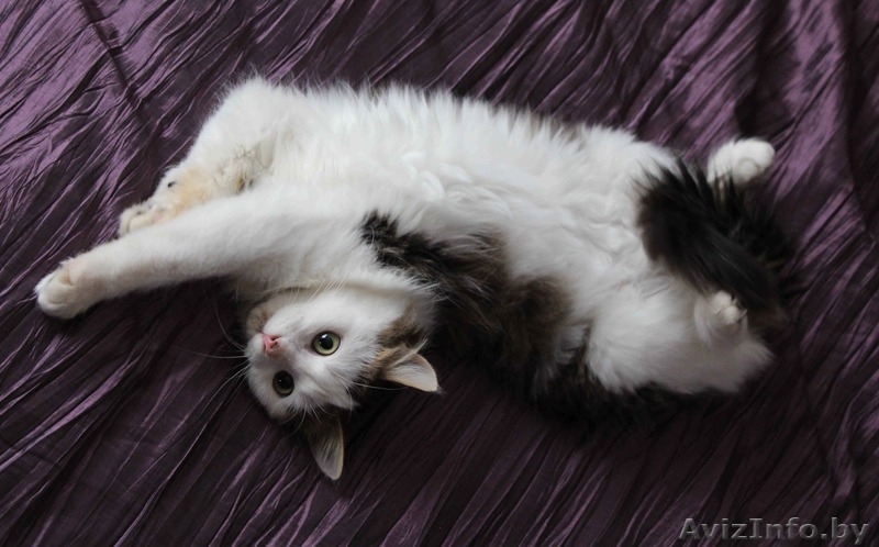 Очаровательный котенок - мальчик в дар	. - Изображение #3, Объявление #1186515