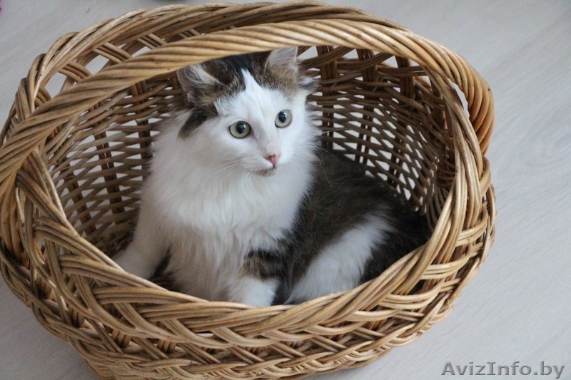 Очаровательный котенок - мальчик в дар	. - Изображение #4, Объявление #1186515
