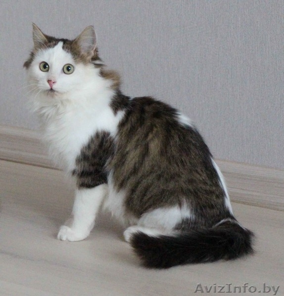 Очаровательный котенок - мальчик в дар	. - Изображение #5, Объявление #1186515