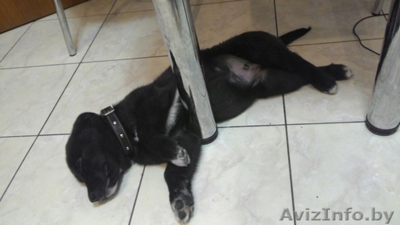 Бася - прелесть, а не мужчина!!  - Изображение #1, Объявление #1189049