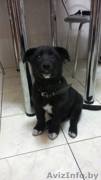 Бася - прелесть, а не мужчина!!  - Изображение #2, Объявление #1189049