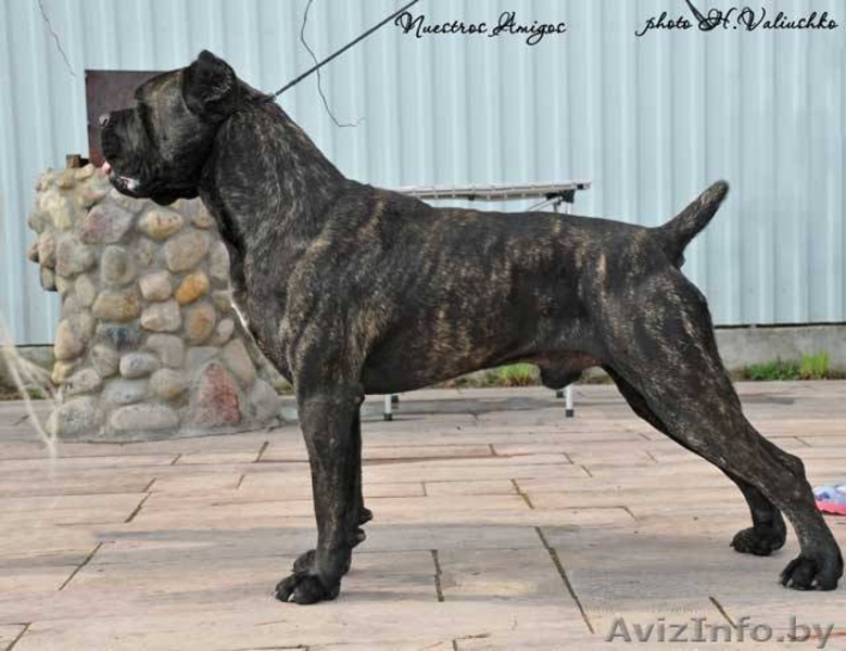 Щенки Итальянского Кане корсо - Изображение #1, Объявление #1209417