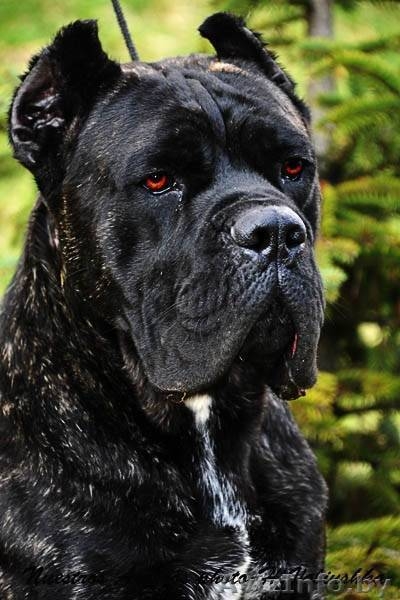 Щенки Итальянского Кане корсо - Изображение #2, Объявление #1209417