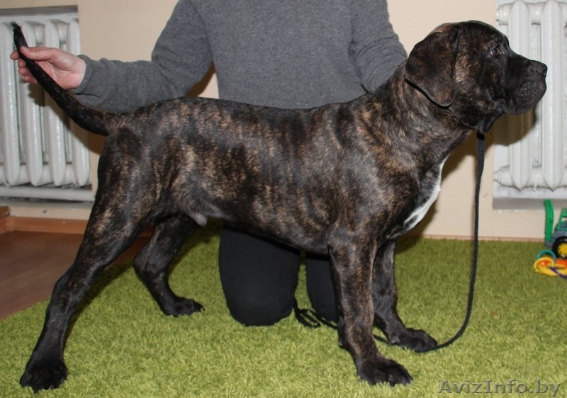 Щенки Итальянского Кане корсо - Изображение #3, Объявление #1209417