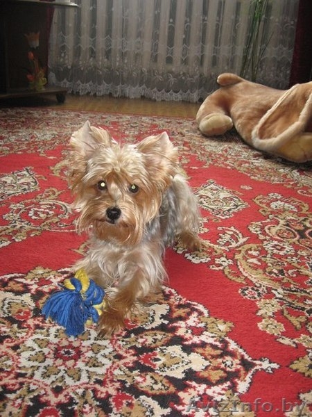 Щенки йоркширского терьера готовятся к продаже - Изображение #2, Объявление #1224589