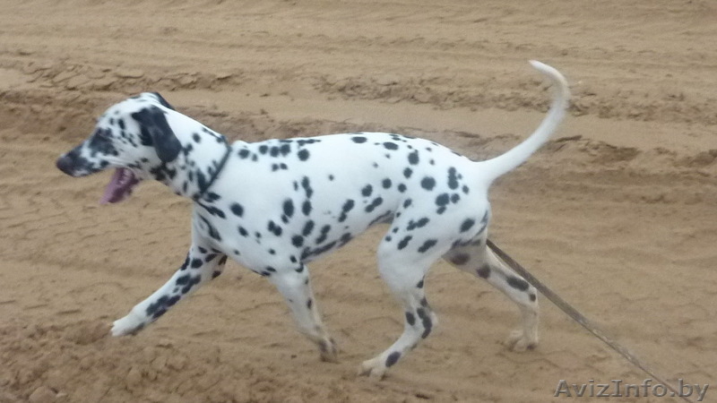 Вязка  далматина - Изображение #1, Объявление #1238248