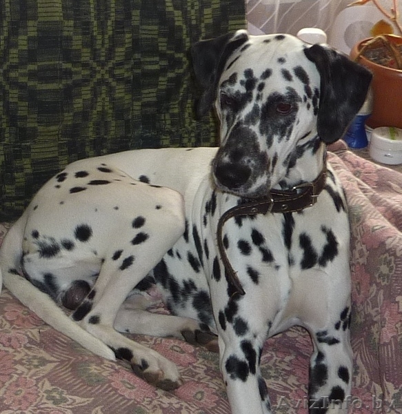 Вязка  далматина - Изображение #2, Объявление #1238248
