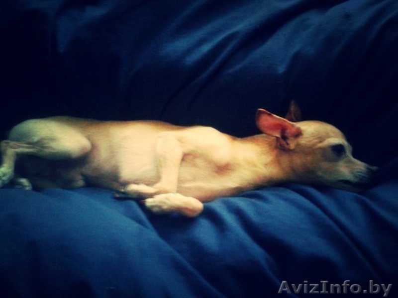 Вязка той-терьер - Изображение #1, Объявление #1252614