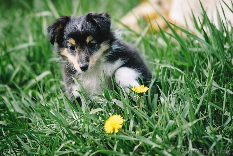 Щенок шелти (девочка) - Изображение #7, Объявление #1260775