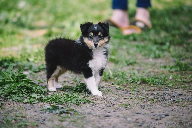 Щенок шелти (девочка) - Изображение #8, Объявление #1260775
